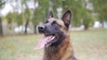 Happy trained german shepherd dog portrait shot Royalty Free Stock Photo