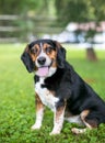 A happy tricolor Beagle dog outdoors