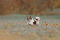 Happy tricolor chihuahua dog running outdoors in autumn Royalty Free Stock Photo