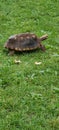 Happy turtle fast turtle slow