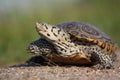 Happy Turtle Royalty Free Stock Photo