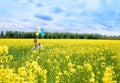 happy two children run on a yellow field, blooming rapeseed. blue sky and clouds. Blue and yellow balloons, concept of Royalty Free Stock Photo