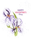 Happy Valentine\'s Day background.Iris flowers on a white background.Congratulations on the holiday.