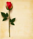 Happy Valentine's Day background. Red rose on an old paper Royalty Free Stock Photo