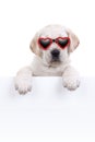 Happy ValentineÃ¢â¬â¢s Day dog puppy love heart glasses sign Royalty Free Stock Photo