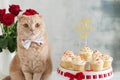 Happy Valentine`s Day greeting card, poster. Cute cat with tie bow sitting near festive cupcakes and red roses bouquet. Romantic Royalty Free Stock Photo