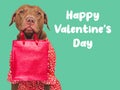 Happy Valentine's Day. Lovable dog and congratulatory inscription