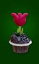 Happy Valentine`s Day Mother`s day or Love postcard, sweet greetings, home-baked cupcake with tulip isolated on green background Royalty Free Stock Photo