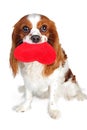 Happy valentine s day. Puppy with heart. Cavalier king charles spaniel love concept. Plush red heart with spaniel puppy. Blenheim