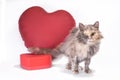 Happy valentine`s day three-legged fluffy tricolor cat looks into the camera with red heart-shaped balloon Royalty Free Stock Photo