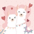 Happy Valentines Day with couple llama in love Royalty Free Stock Photo