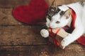 Happy Valentines day. Cute cat holding gift box with red ribbon and velvet hearts on rustic wood Royalty Free Stock Photo