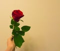 Valentines day a hand holding and giving a red rose with space to write what you want on a colored and textured backgroun Royalty Free Stock Photo