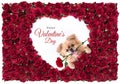 Happy Valentines day Heart shape white in Red Rose beautiful background and Cute puppies Pomeranian Mixed breed Pekingese dog