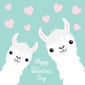 Happy Valentines Day. Llama alpaca animal set. Face neck. Pink flying heart. Cute cartoon funny kawaii baby character. Fluffy hair