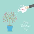 Happy Valentines Day. Love card. Tree in the pot. Heart flower. Hand with watering can. Blue background. Flat design Royalty Free Stock Photo