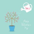 Happy Valentines Day. Love tree in the pot. Heart flower. Royalty Free Stock Photo