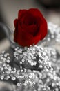 Happy valentines day rose Royalty Free Stock Photo