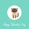 Happy Valentines day. Siamese cat round circle icon in flat design style. Cute cartoon character. Happy sitting kitten with blue Royalty Free Stock Photo