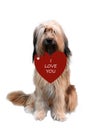 Happy valentines day, dog holding a heart in his snout Royalty Free Stock Photo