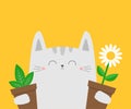 Happy Valentines Day. White cat kitten kitty holding daisy chamomile, green leaves plant. Flower pot. Camomile bouquet. Cute Royalty Free Stock Photo