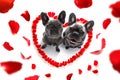 Happy valentines dog Royalty Free Stock Photo