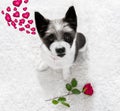 Happy valentines dog Royalty Free Stock Photo