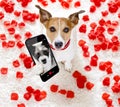 Happy valentines dog selfie Royalty Free Stock Photo