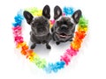 Happy valentines dogs Royalty Free Stock Photo