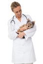 Happy vet holding yorkshire terrier puppy Royalty Free Stock Photo