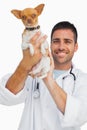 Happy vet lifting chihuahua up Royalty Free Stock Photo