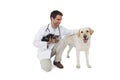 Happy vet posing with yorkshire terrier and yellow labrador Royalty Free Stock Photo