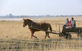 Village family rides through the spring field in a horse cart on