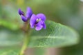 Happy wanderer Hardenbergia violacea flower