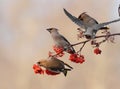 Happy Waxwings