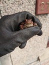 A Happy wee toad