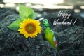 Happy Weekend cards greetings, with beer and a beautiful sunflowers laying on sea rock  in the beach. Text notes of happy weekend Royalty Free Stock Photo