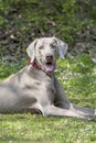 Happy Weimaraner dog outdoor portrait. Royalty Free Stock Photo