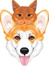 Happy welsh corgi and cute ginger cat are best friends