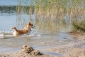 Happy Welsh Corgi dog playing and jumping in the water on the beach Royalty Free Stock Photo