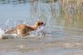 Happy Welsh Corgi dog playing and jumping in the water on the beach Royalty Free Stock Photo