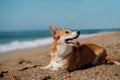 Happy Welsh Corgi Pembroke dog at the beach Royalty Free Stock Photo