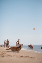 Happy welsh corgi pembroke dog at beach Royalty Free Stock Photo