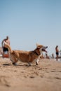 Happy welsh corgi pembroke dog at the beach Royalty Free Stock Photo