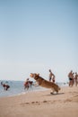 Happy welsh corgi pembroke dog at beach Royalty Free Stock Photo