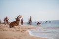 Happy welsh corgi pembroke dog at beach Royalty Free Stock Photo