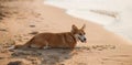 Happy welsh corgi pembroke dog at beach Royalty Free Stock Photo