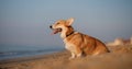 Happy welsh corgi pembroke dog at beach Royalty Free Stock Photo