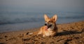 Happy welsh corgi pembroke dog at beach Royalty Free Stock Photo