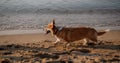 Happy welsh corgi pembroke dog at beach Royalty Free Stock Photo